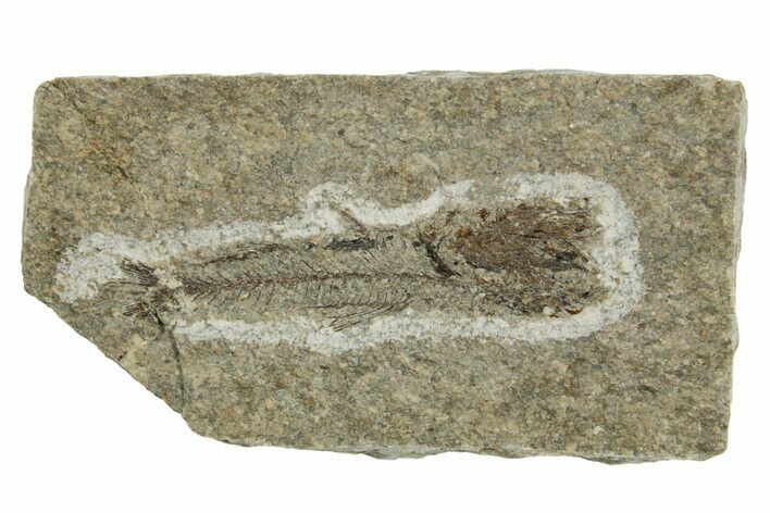 Oligocene Fossil Lanternfish (Eomyctophum) - Poland #374303